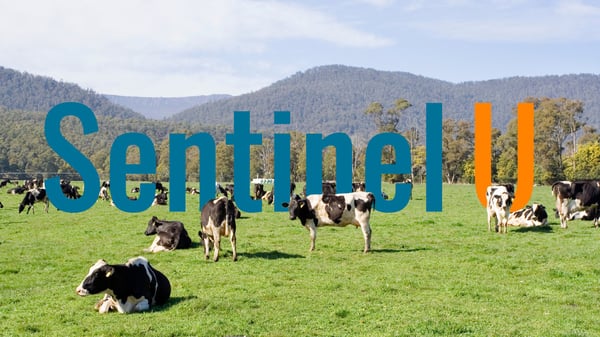 Sentinel U - Sentinel Town (En Español) - Video Thumbnail